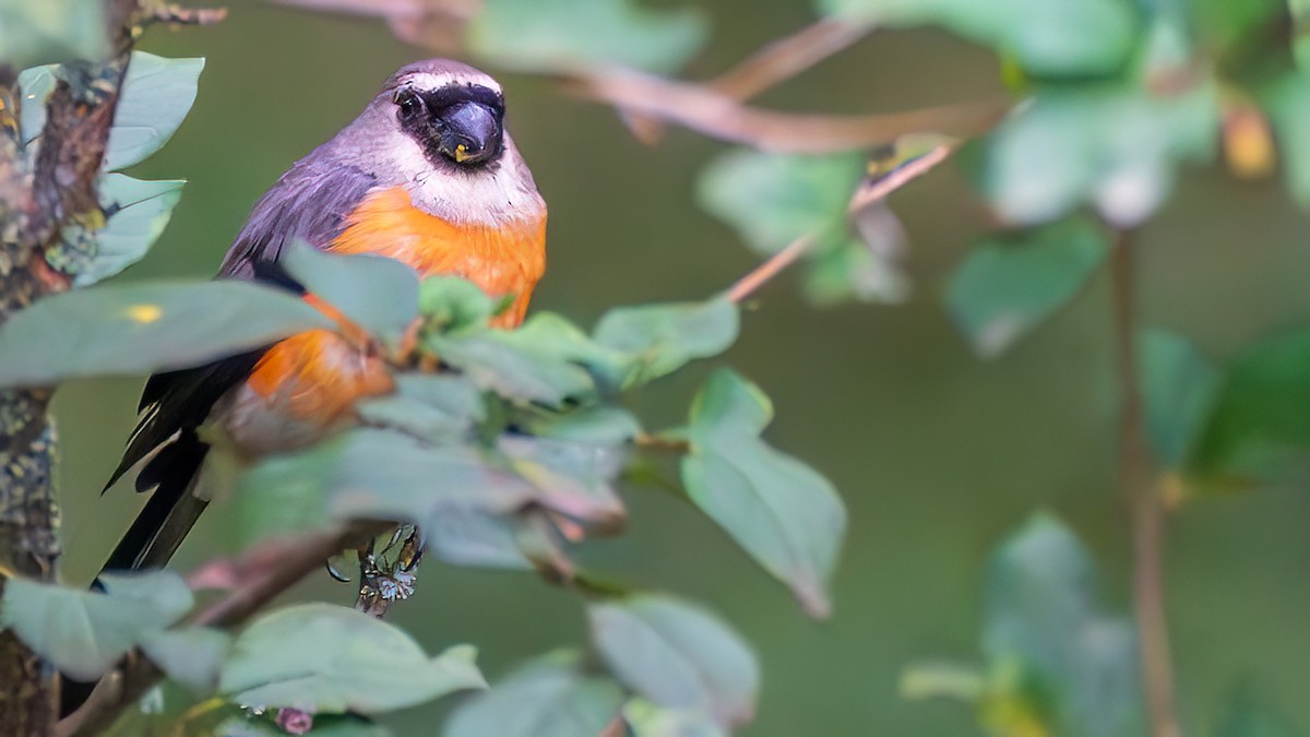 Gray-headed Bullfinch - ML642572370