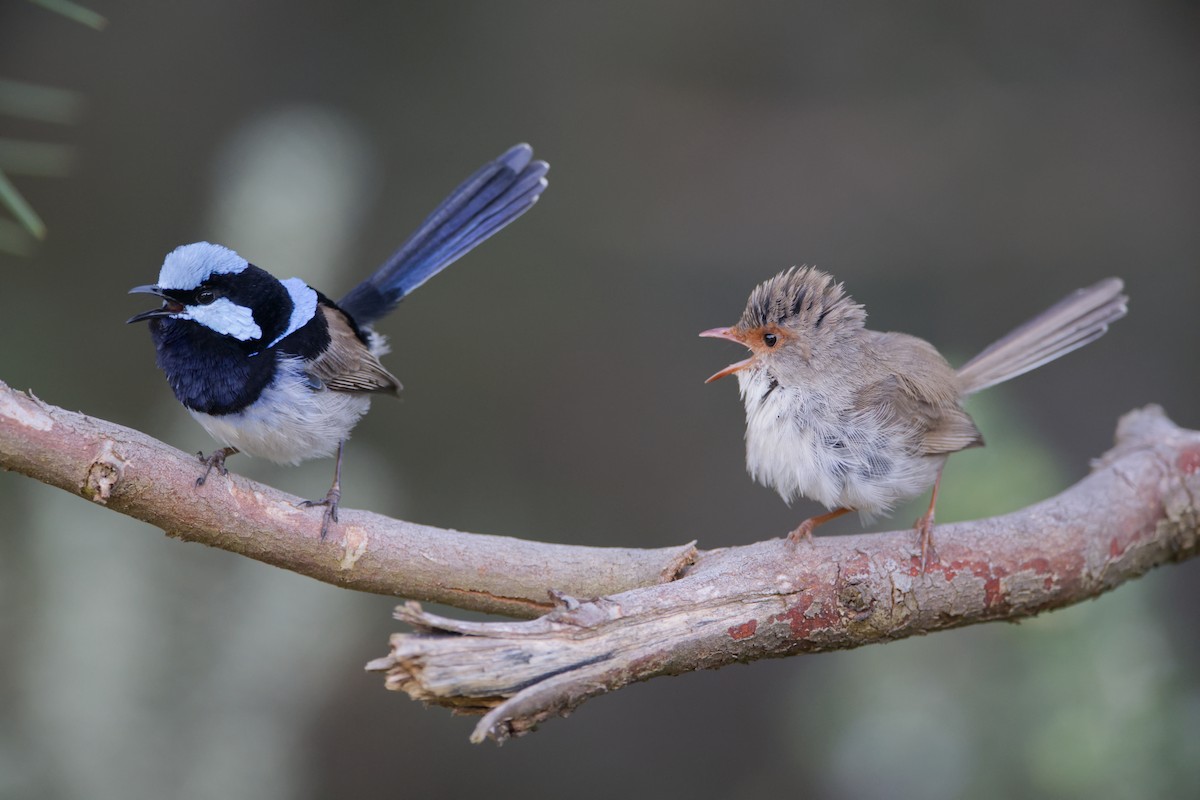 Superb Fairywren - ML642572382