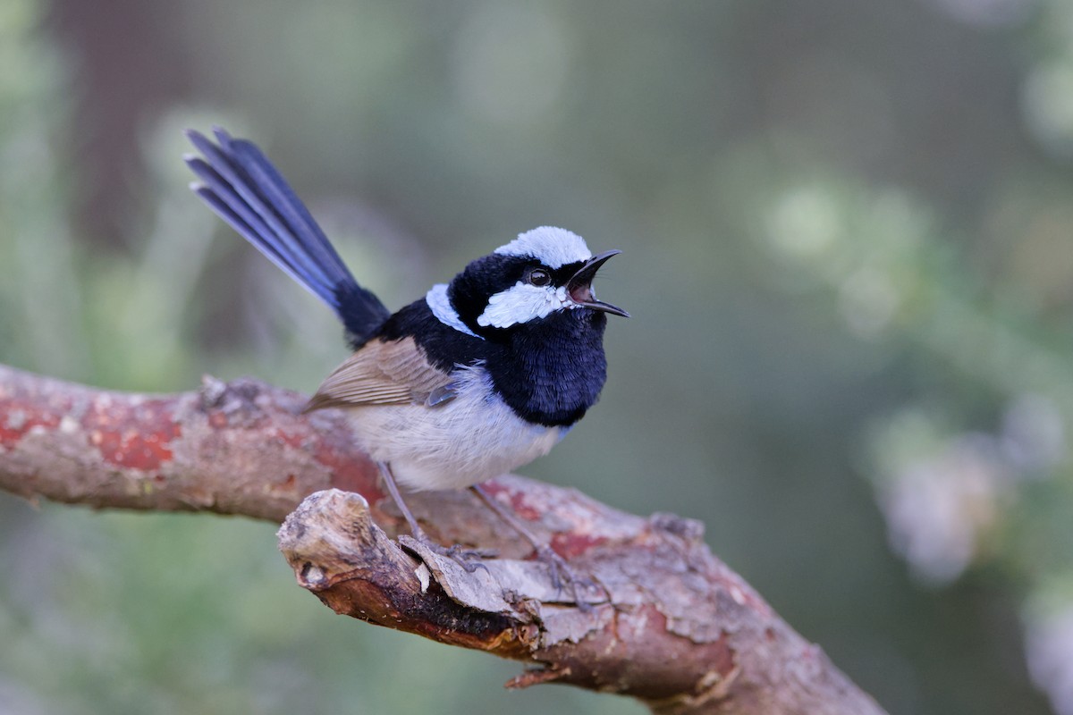 Superb Fairywren - ML642572383