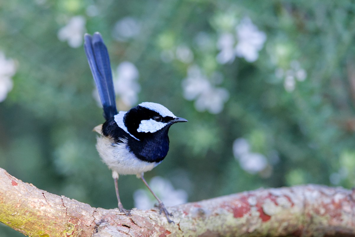 Superb Fairywren - ML642572384