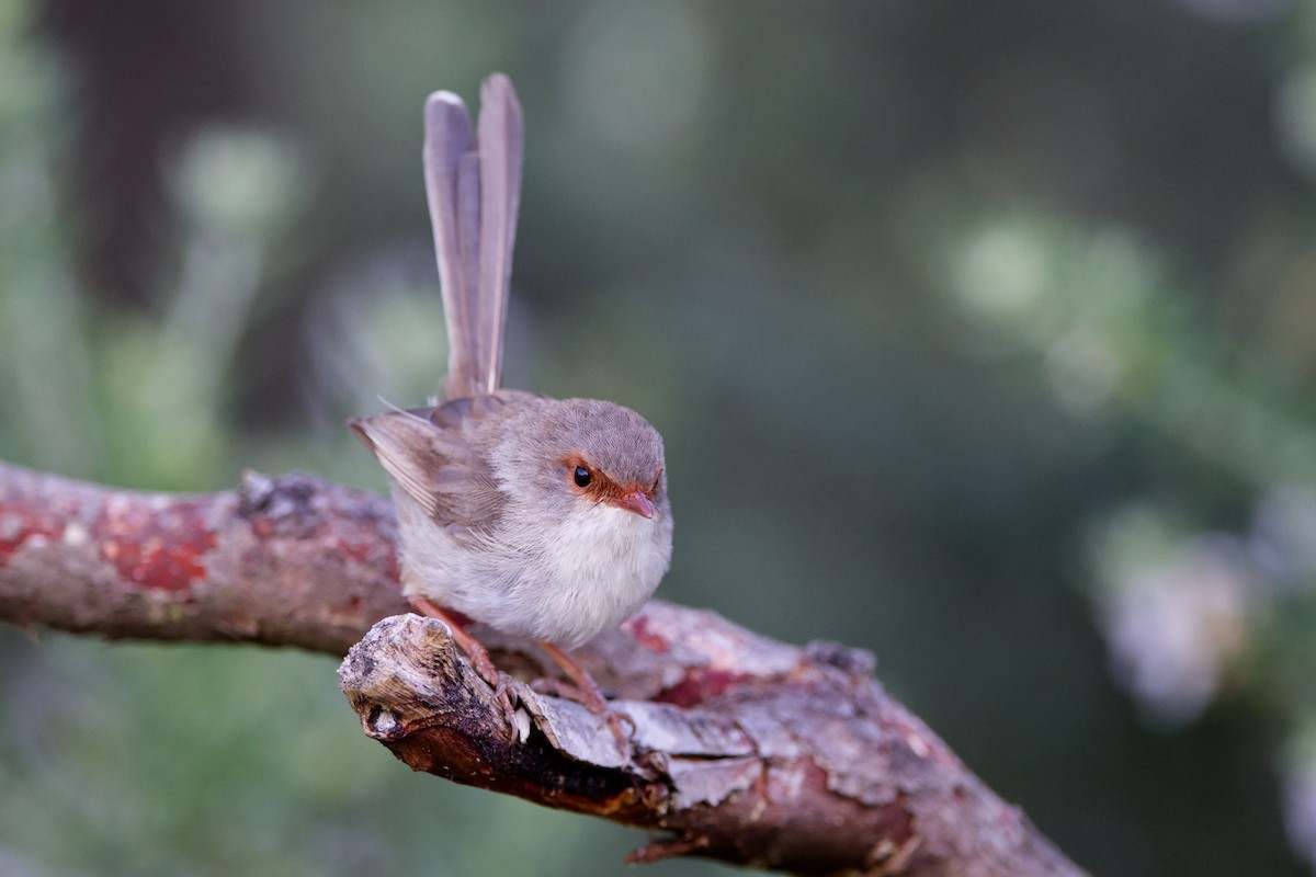 Superb Fairywren - ML642572385