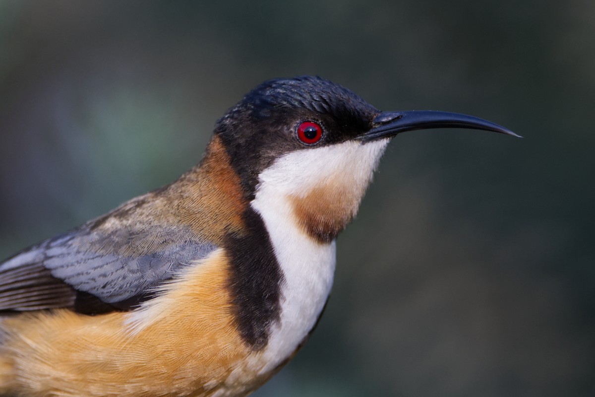 Eastern Spinebill - ML642572399