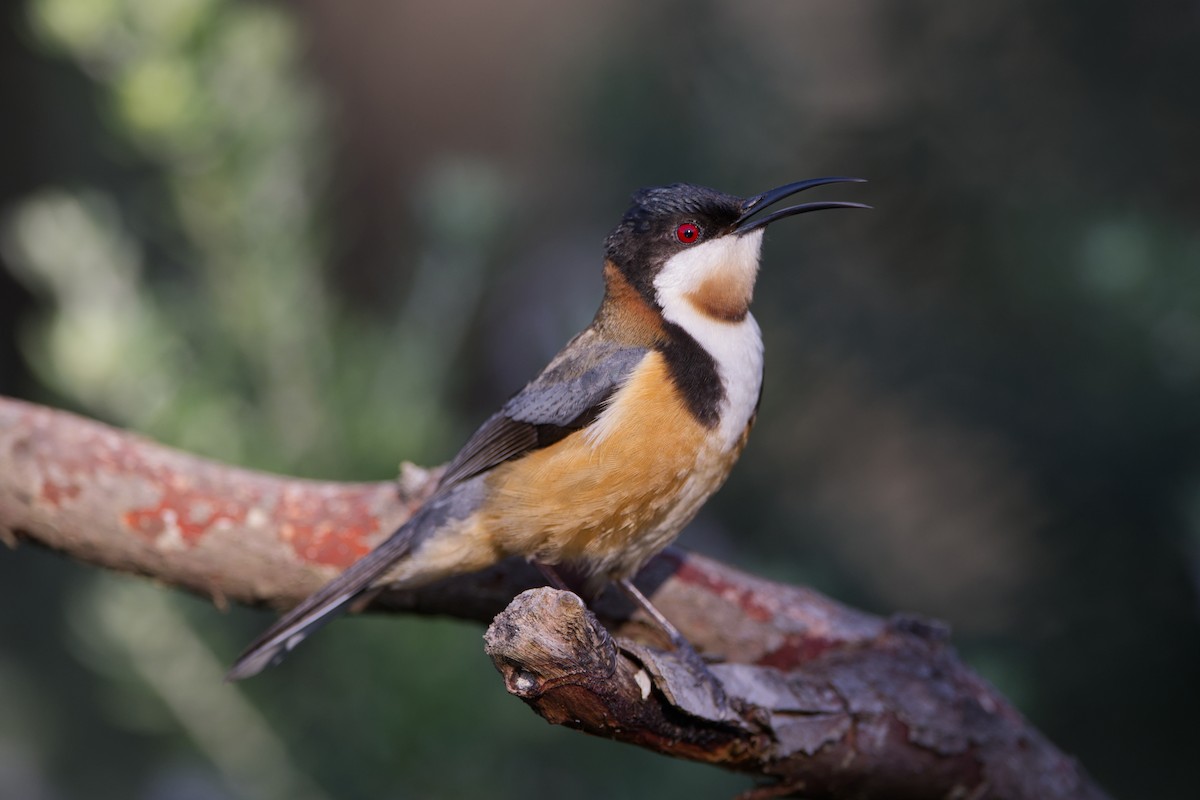 Eastern Spinebill - ML642572400