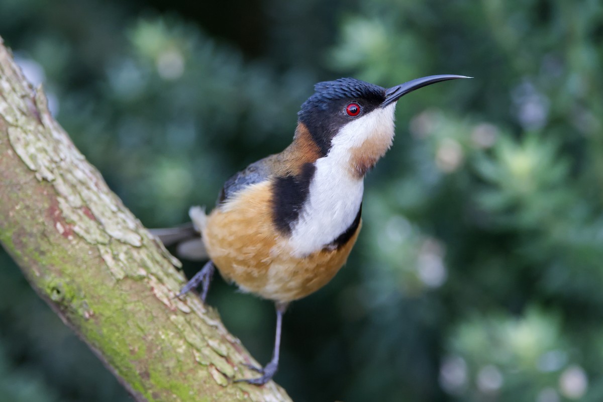 Eastern Spinebill - ML642572401