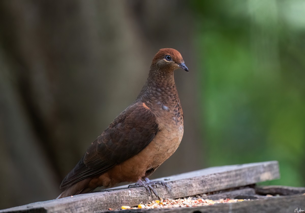 Brown Cuckoo-Dove - ML642572413