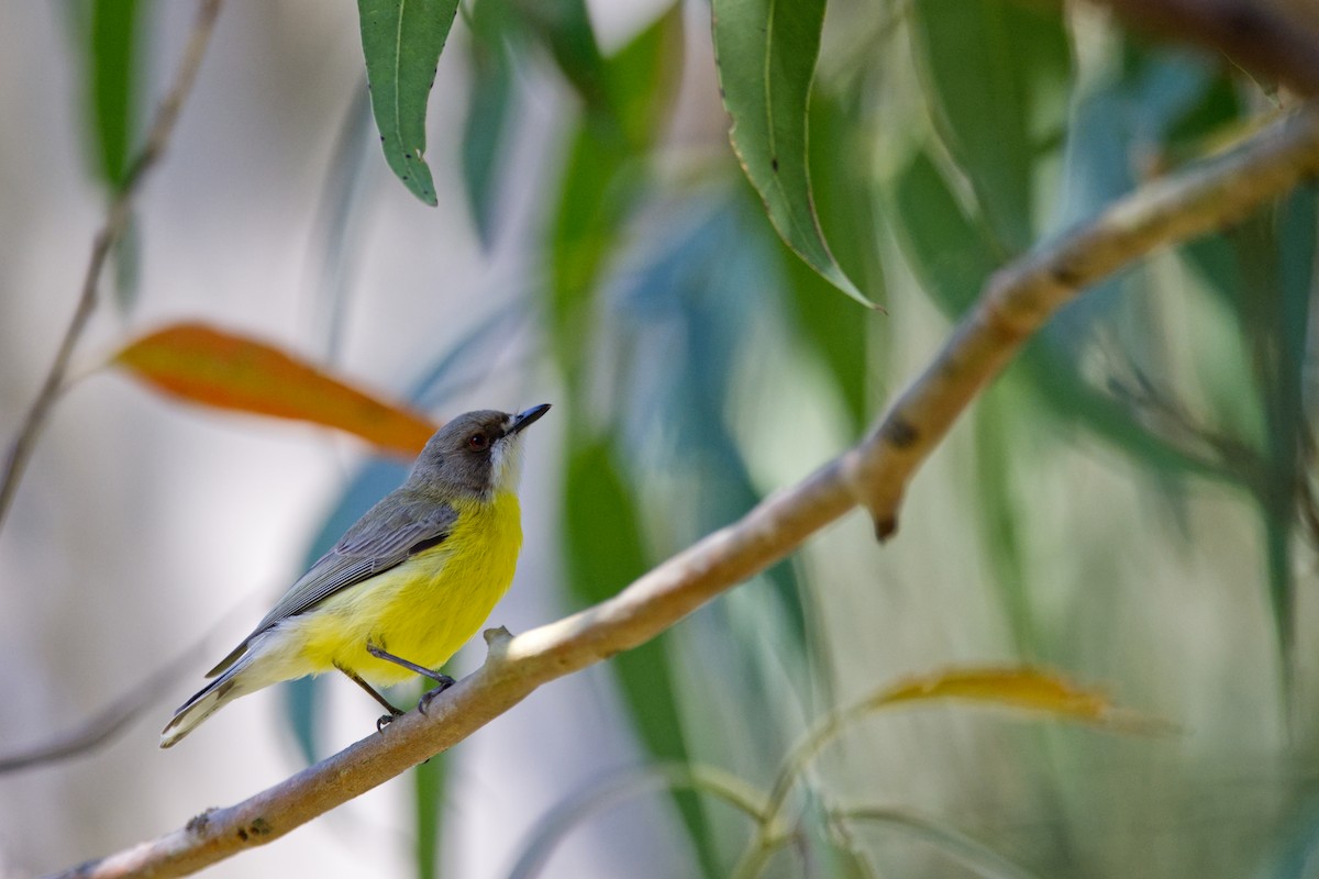 White-throated Gerygone - ML642572414