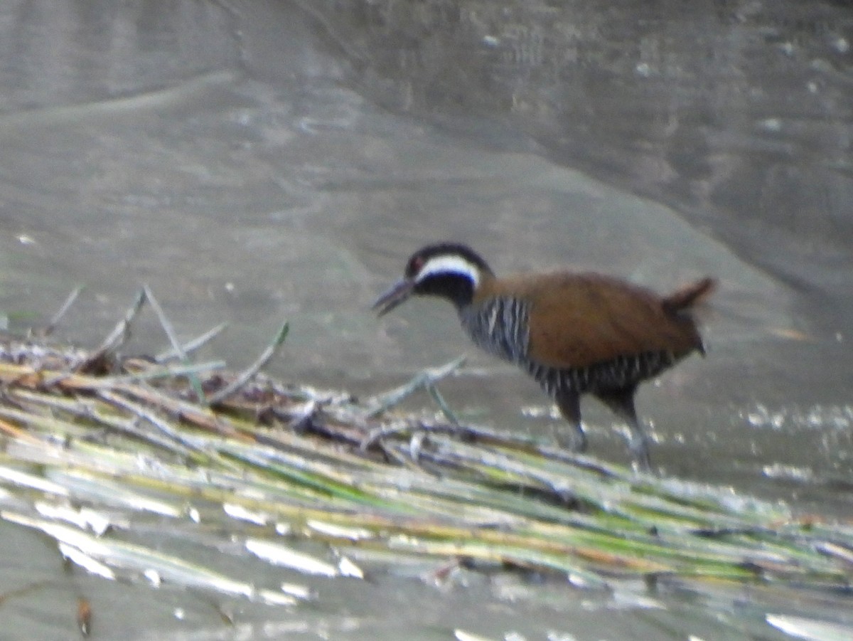 Barred Rail - ML642572433