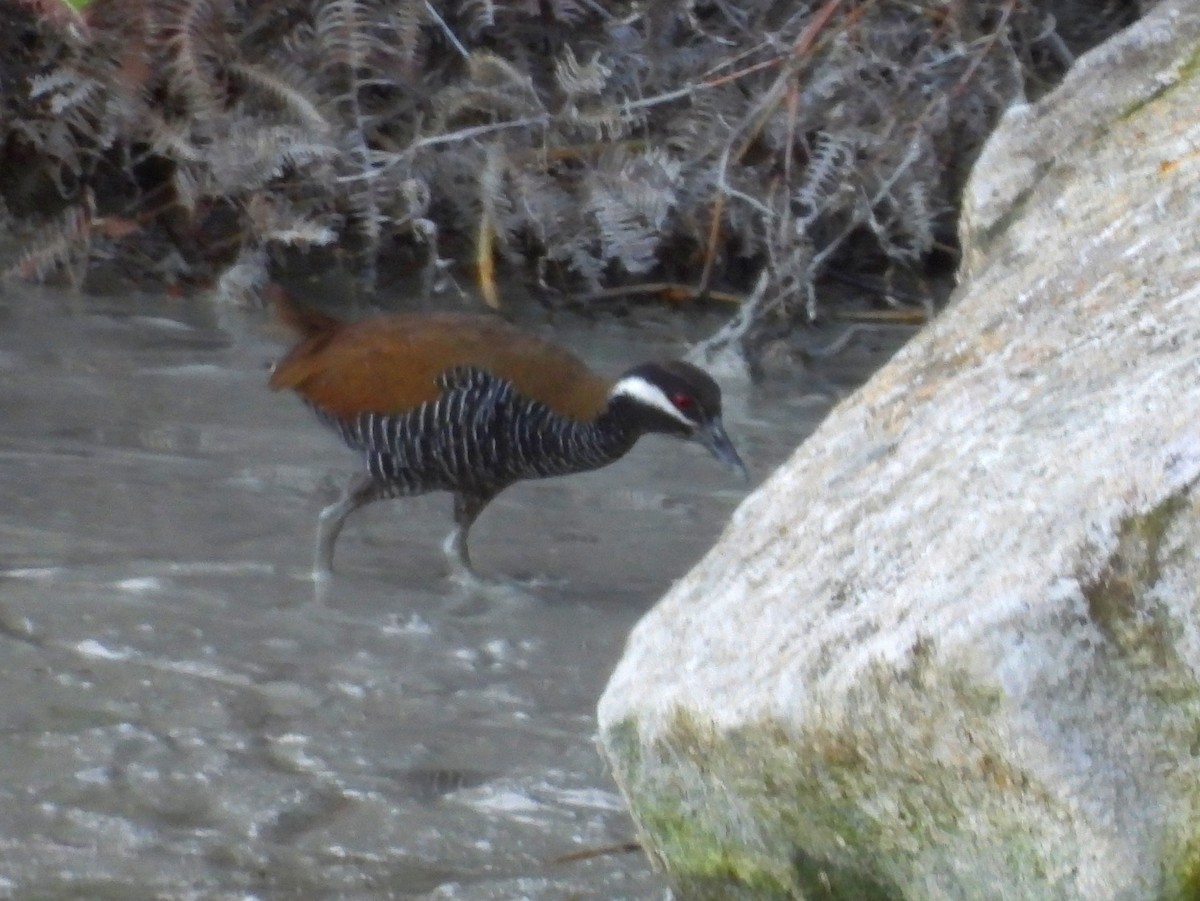 Barred Rail - ML642572434
