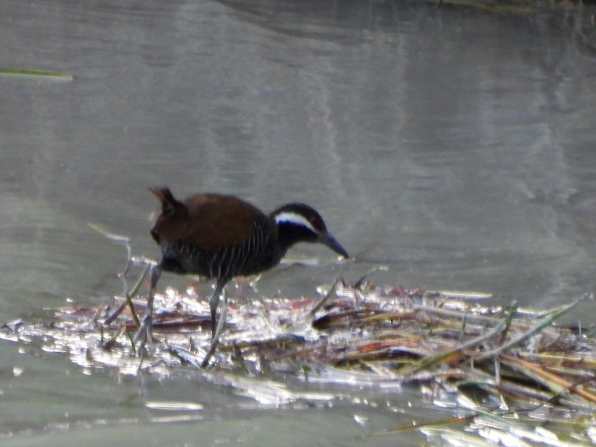Barred Rail - ML642572435