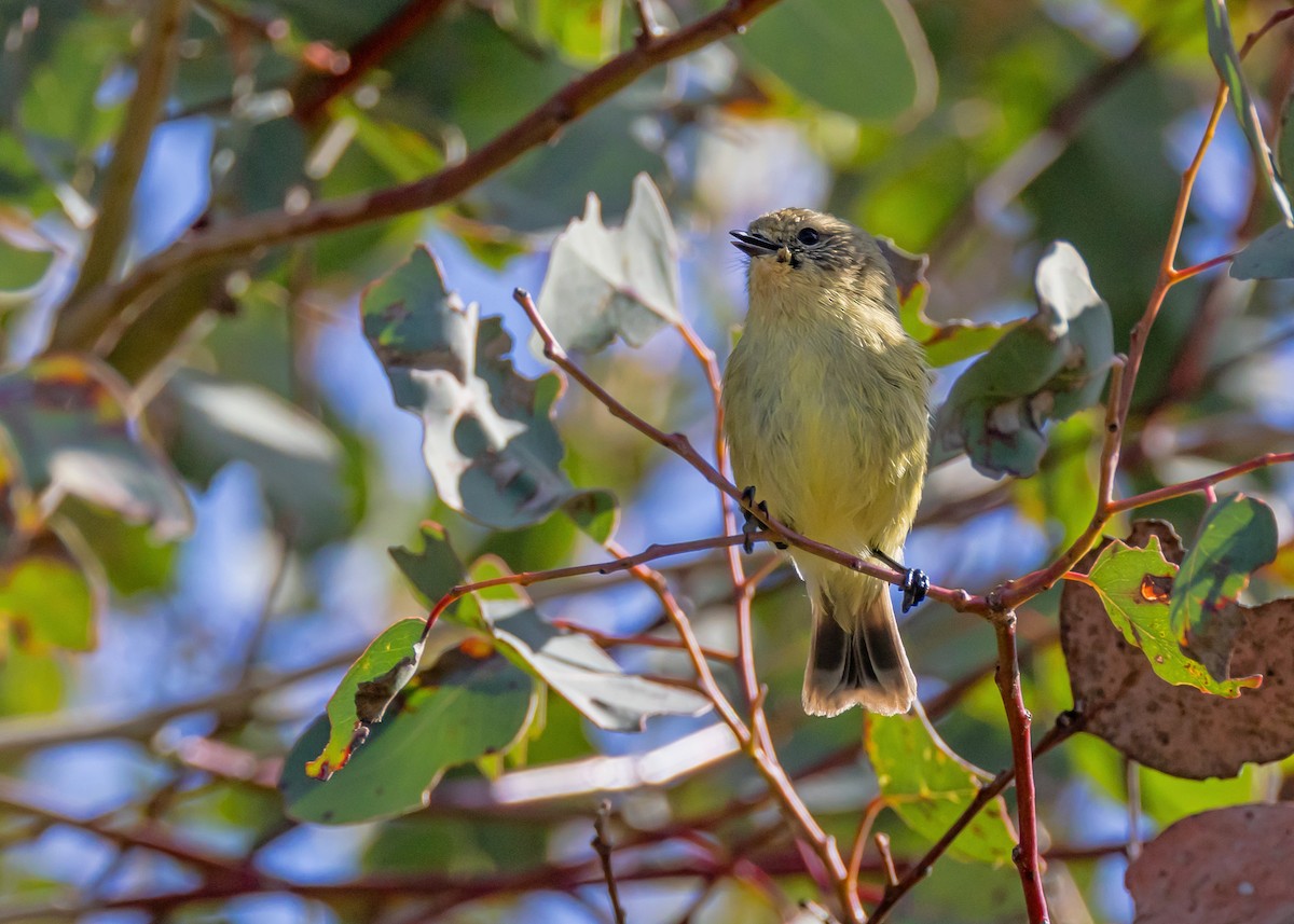 Yellow Thornbill - ML642572445