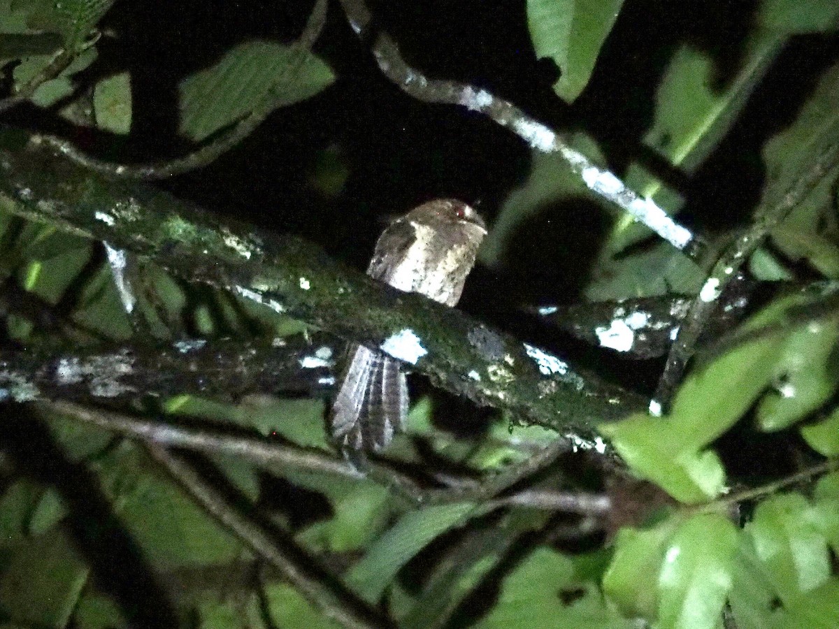 Moluccan Owlet-nightjar - ML642572448