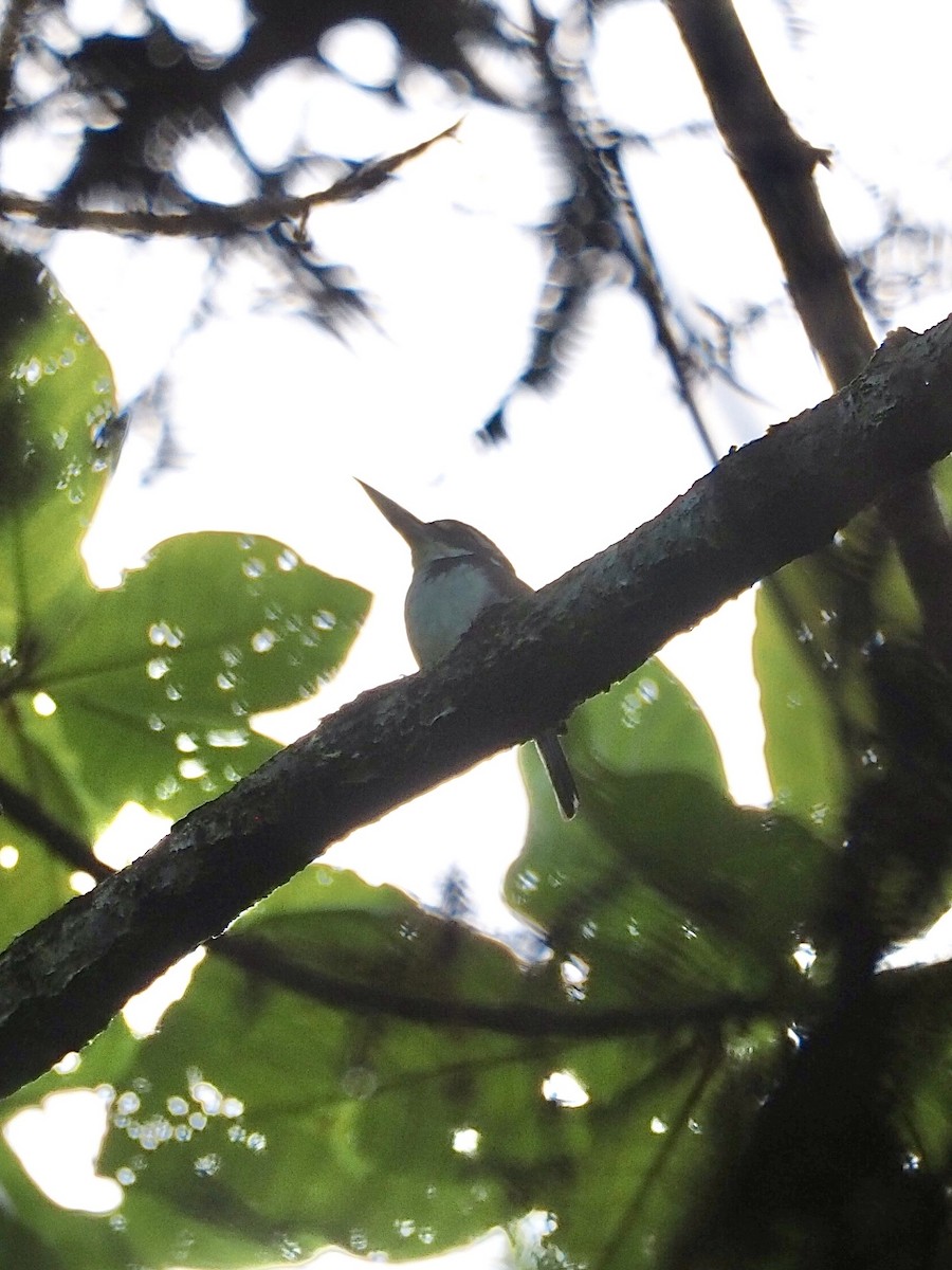 Sombre Kingfisher - ML642572475