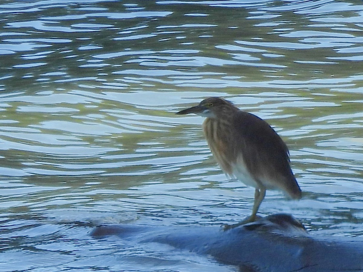 Yellow Bittern - ML642572488