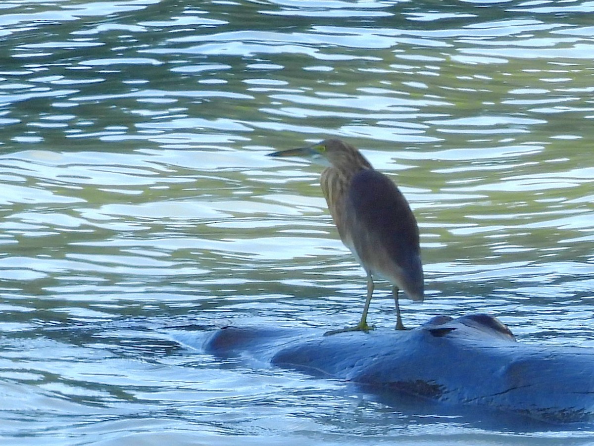 Yellow Bittern - ML642572489