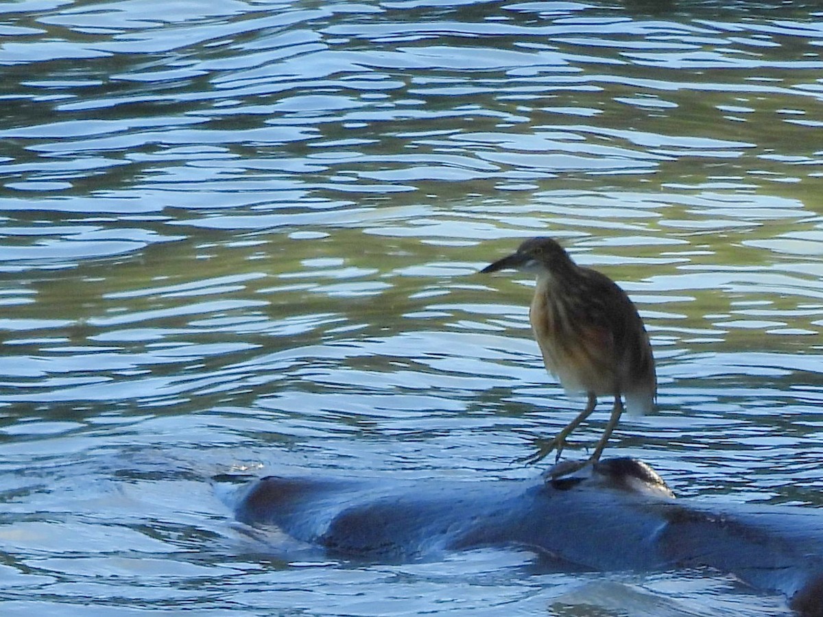 Yellow Bittern - ML642572490