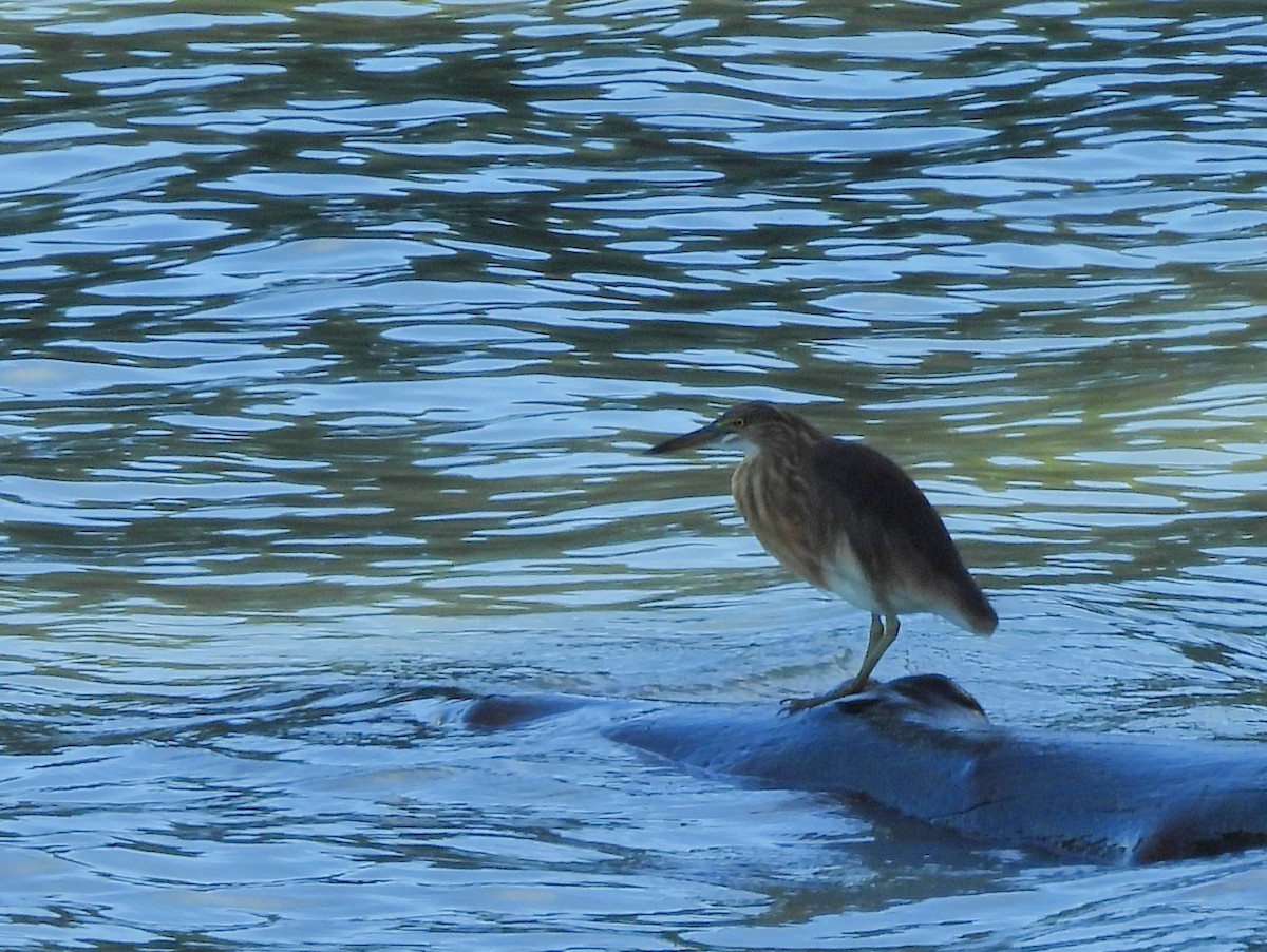Yellow Bittern - ML642572491