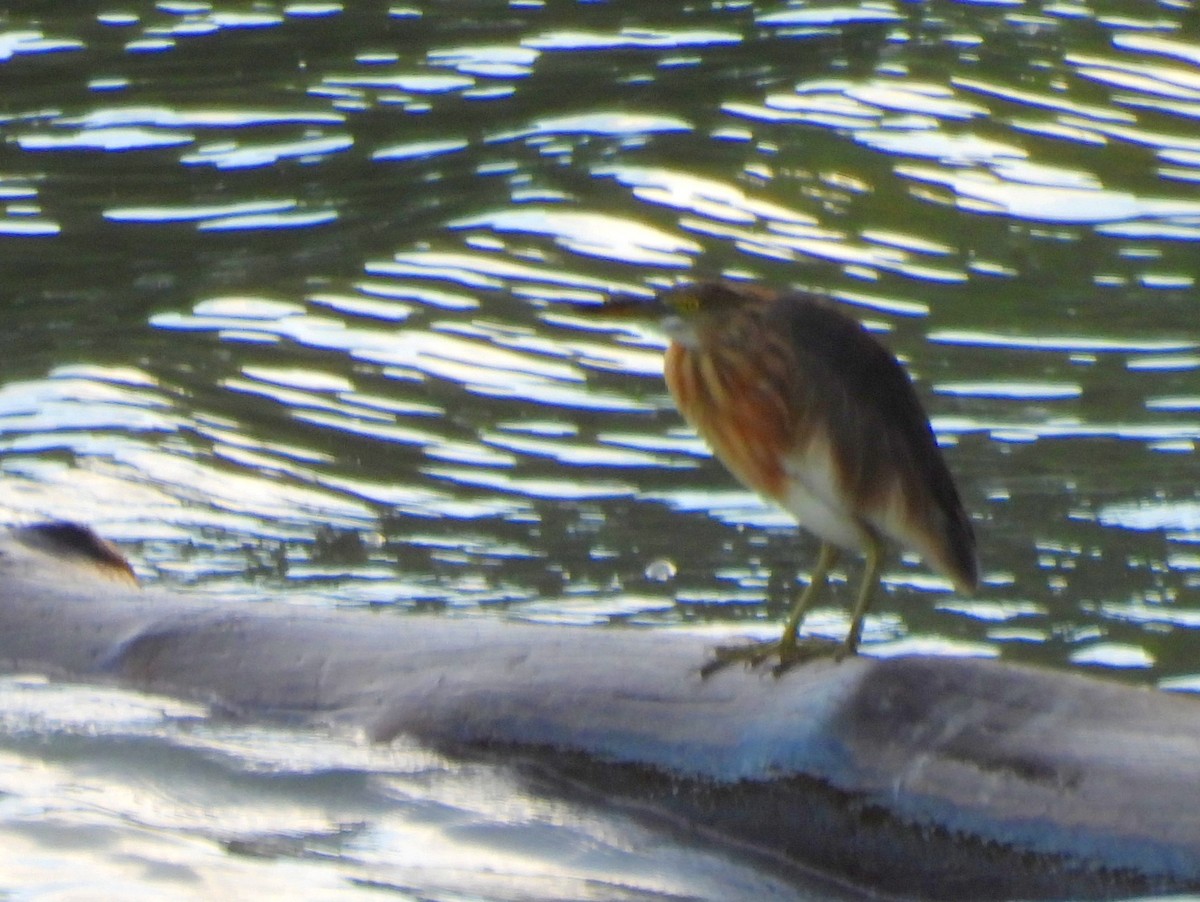 Yellow Bittern - ML642572492