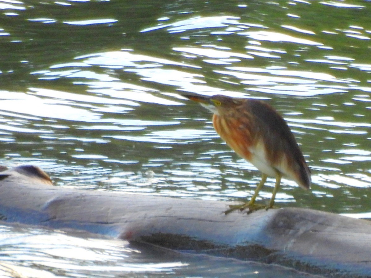 Yellow Bittern - ML642572493