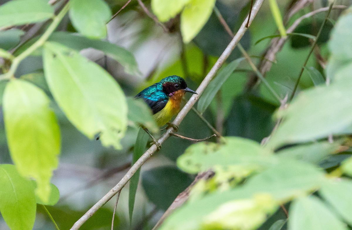 Ruby-cheeked Sunbird - ML642572494