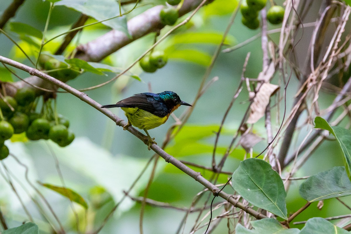 Ruby-cheeked Sunbird - ML642572501