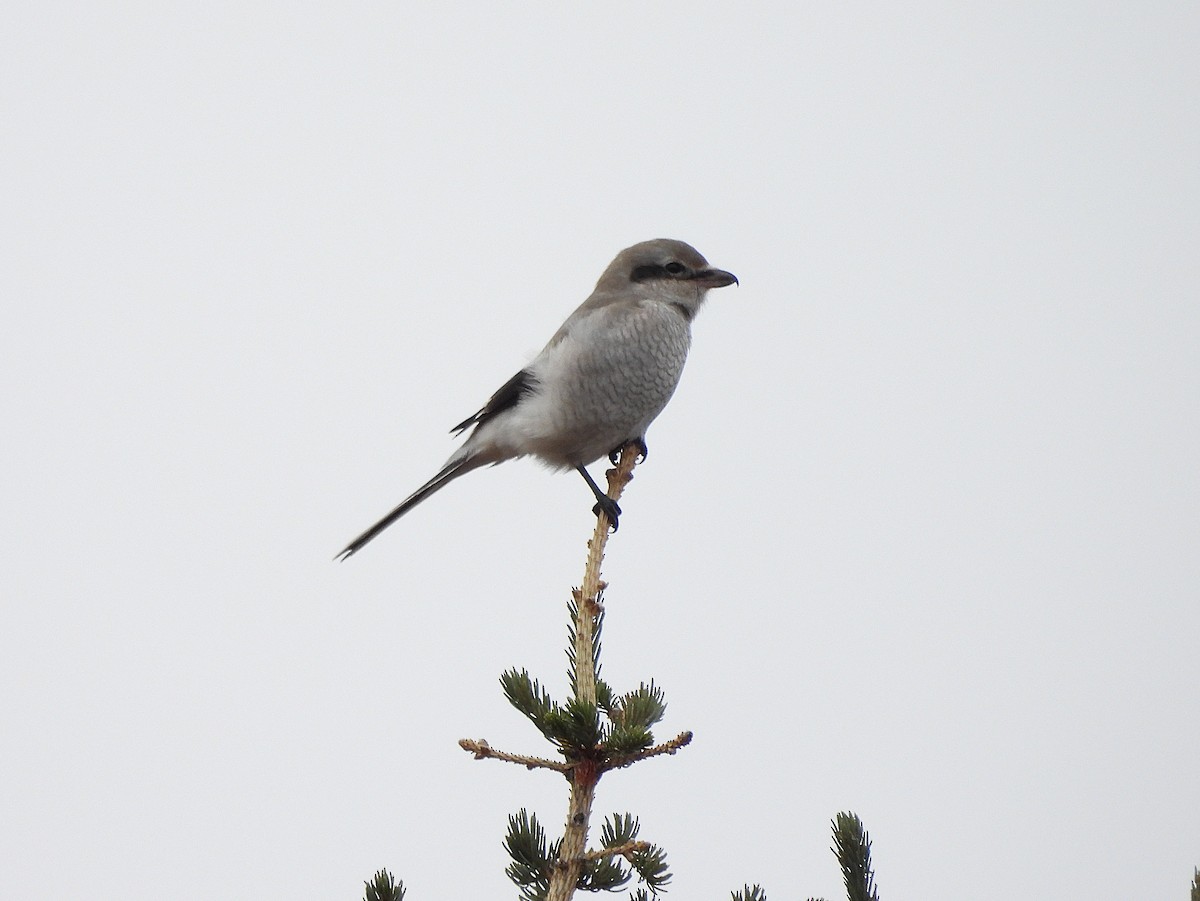 Northern Shrike - ML642572525