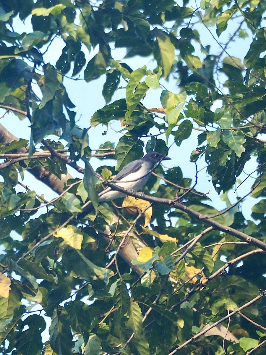 Шикачик молуцький - ML642572528