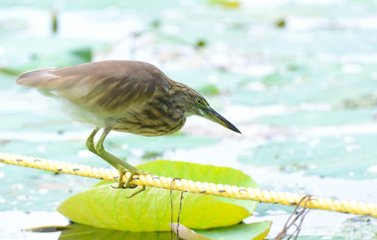 Indian Pond-Heron - ML642572547