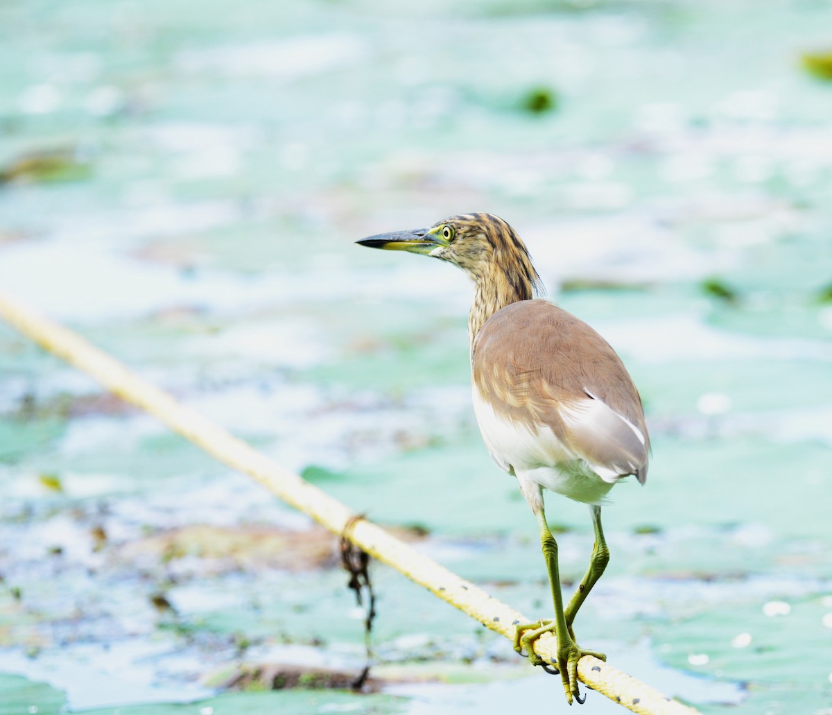 Indian Pond-Heron - ML642572548
