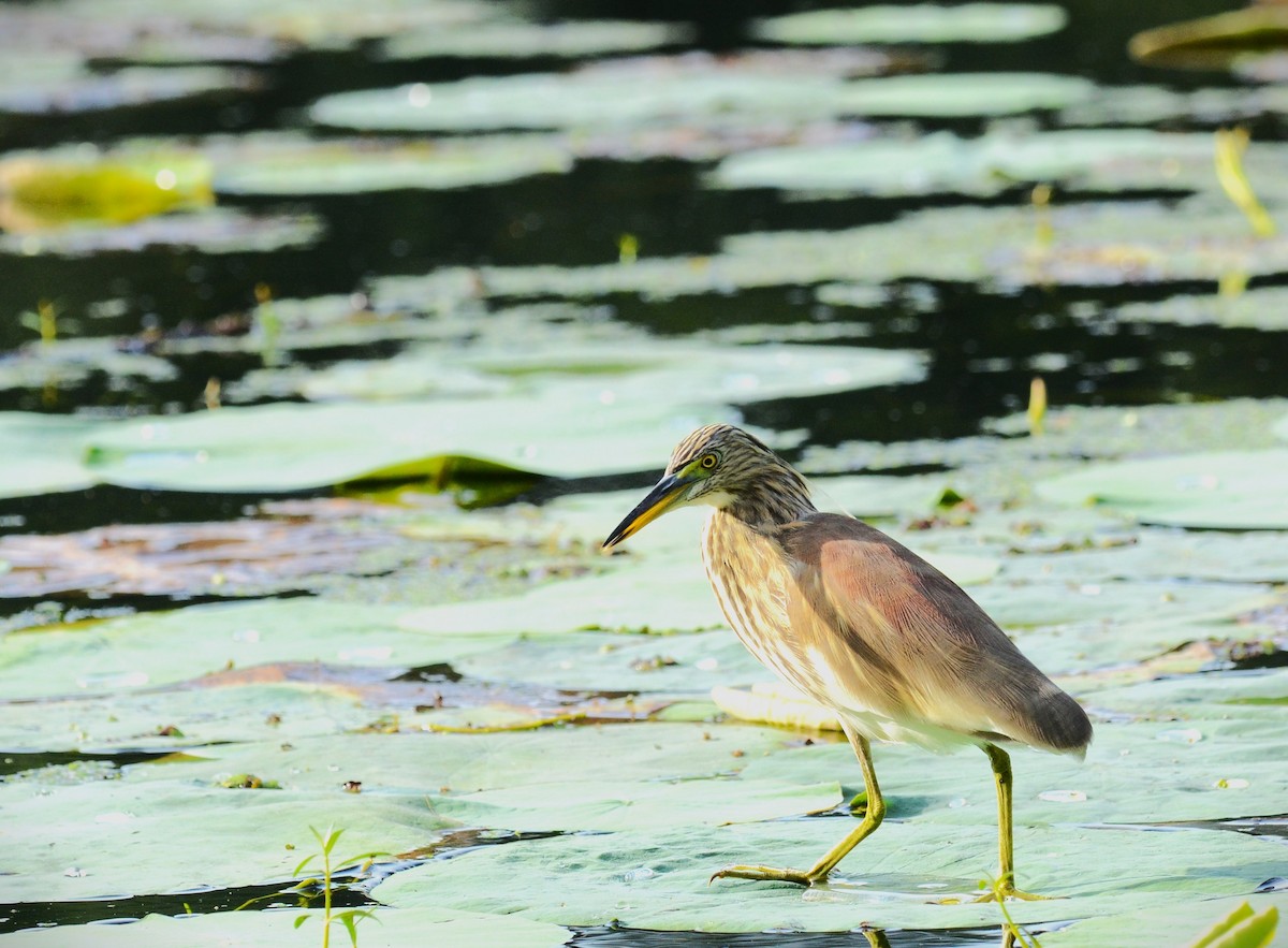 Indian Pond-Heron - ML642572549