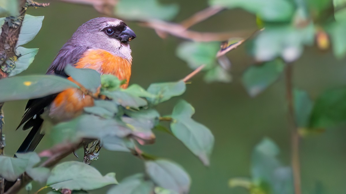 Gray-headed Bullfinch - ML642572607
