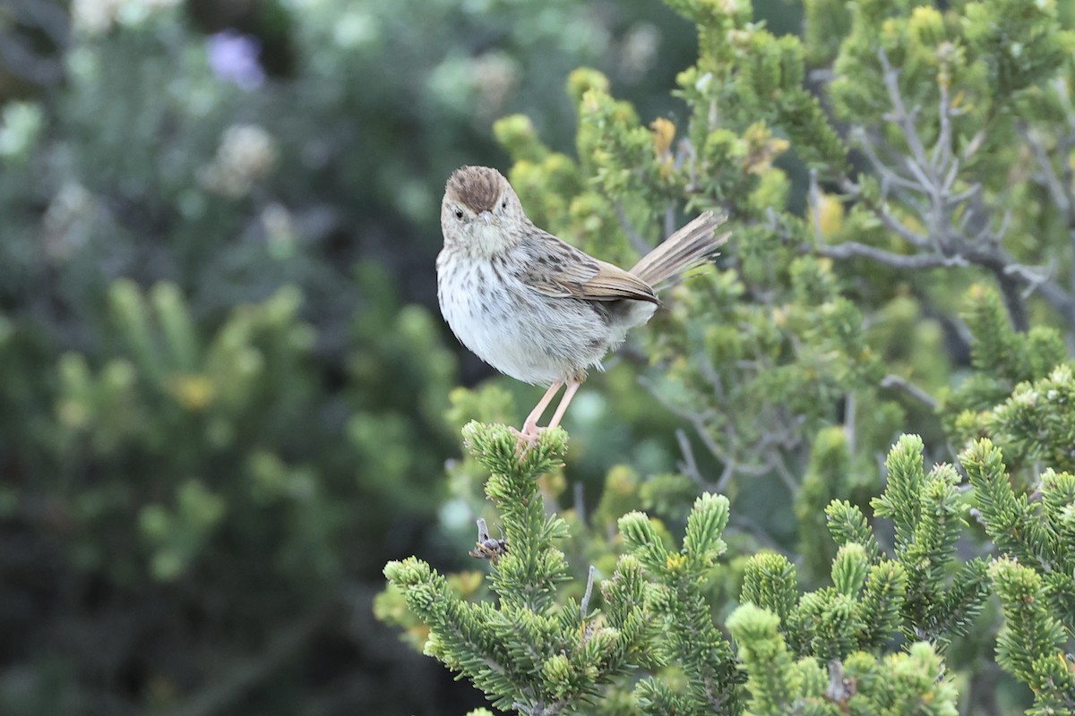 gråryggressanger (subruficapilla gr.) - ML642572634
