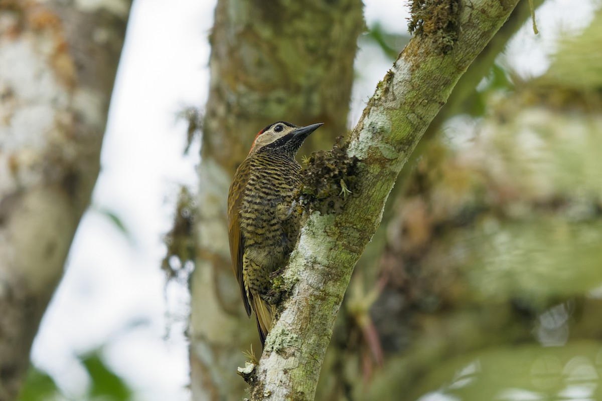 Golden-olive Woodpecker - ML642572694