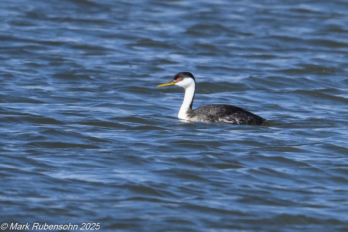 Western Grebe - ML642572698