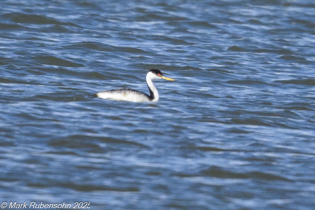 Western Grebe - ML642572699