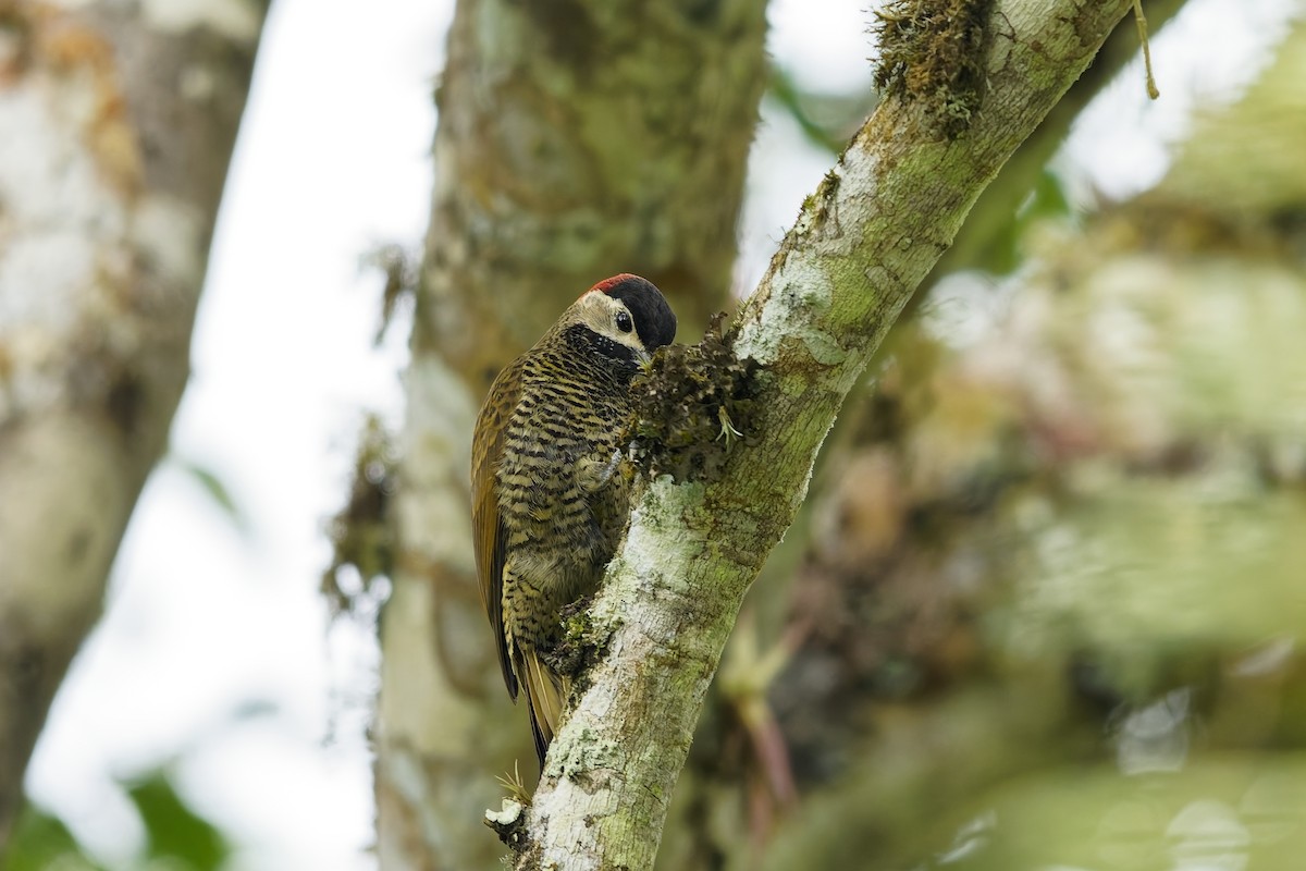 Golden-olive Woodpecker - ML642572700