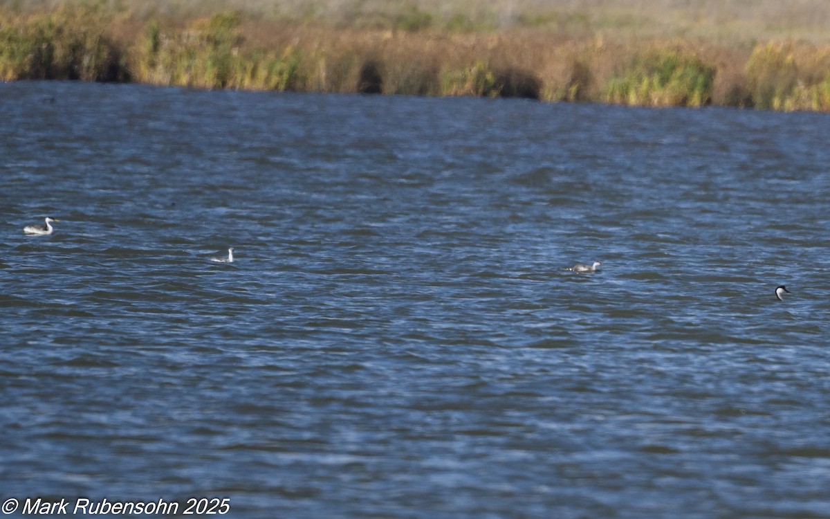 Western Grebe - ML642572701