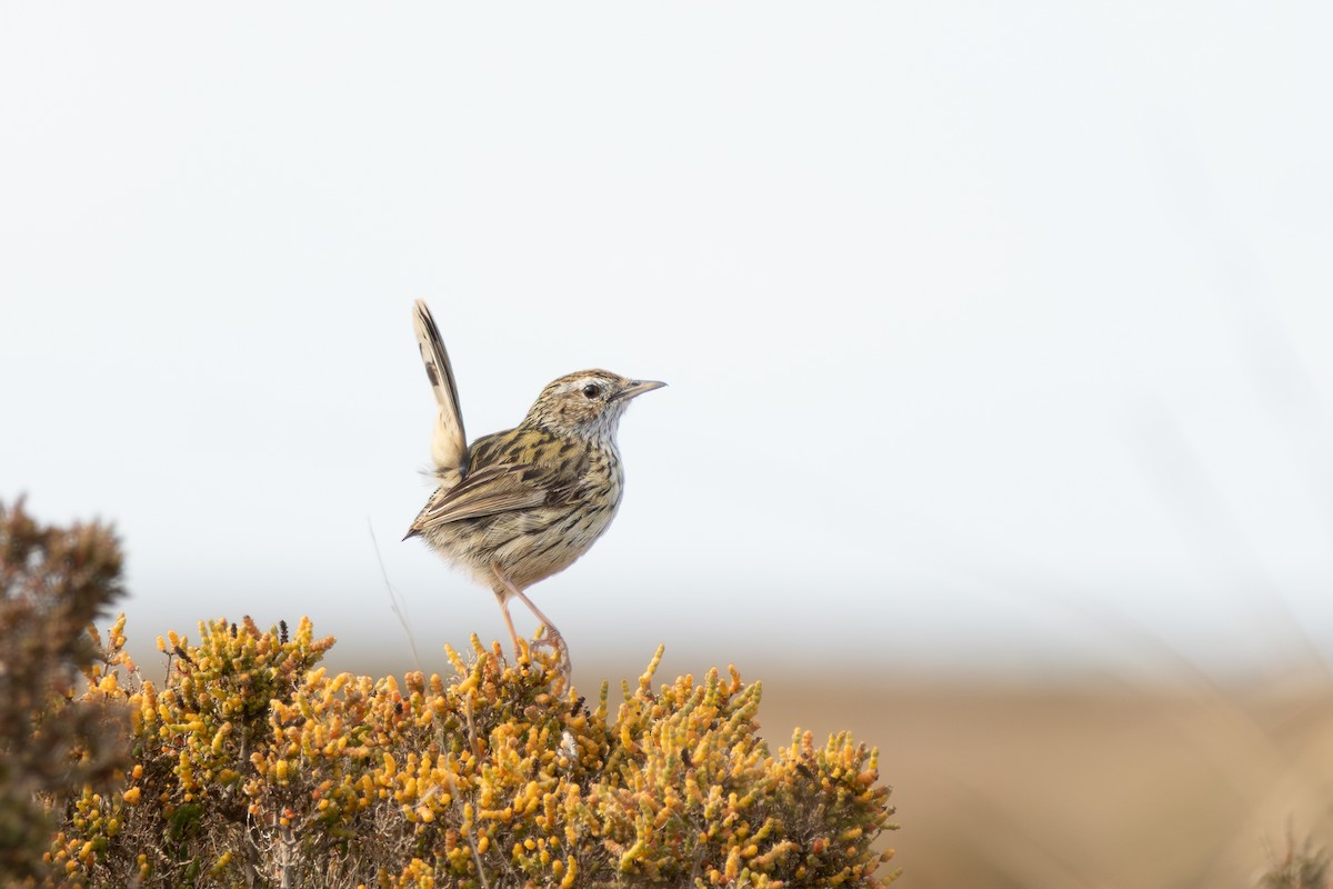 Striated Fieldwren - ML642572706