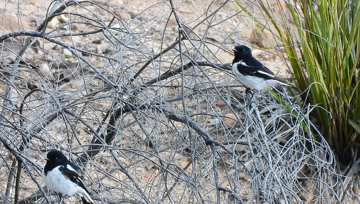 Hooded Robin - ML642572806