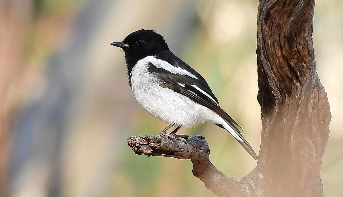 Hooded Robin - ML642572809
