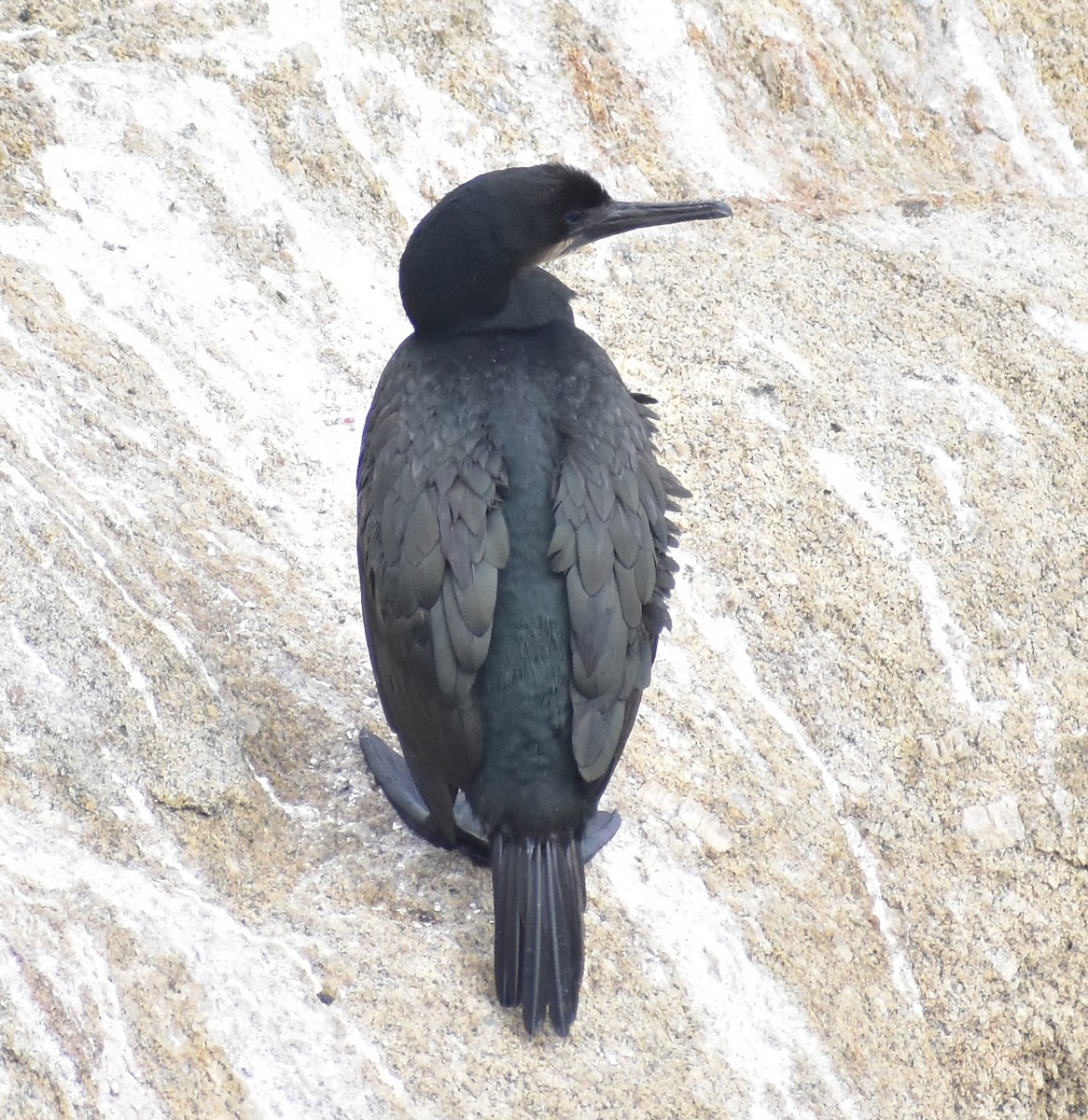 Cormoran de Brandt - ML642572817