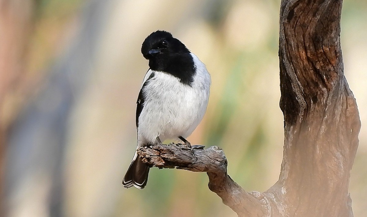 Hooded Robin - ML642572818