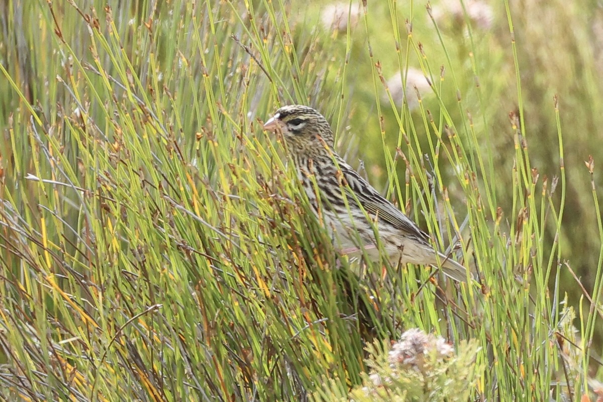 gulgumpbisp (capensis gr.) - ML642572821