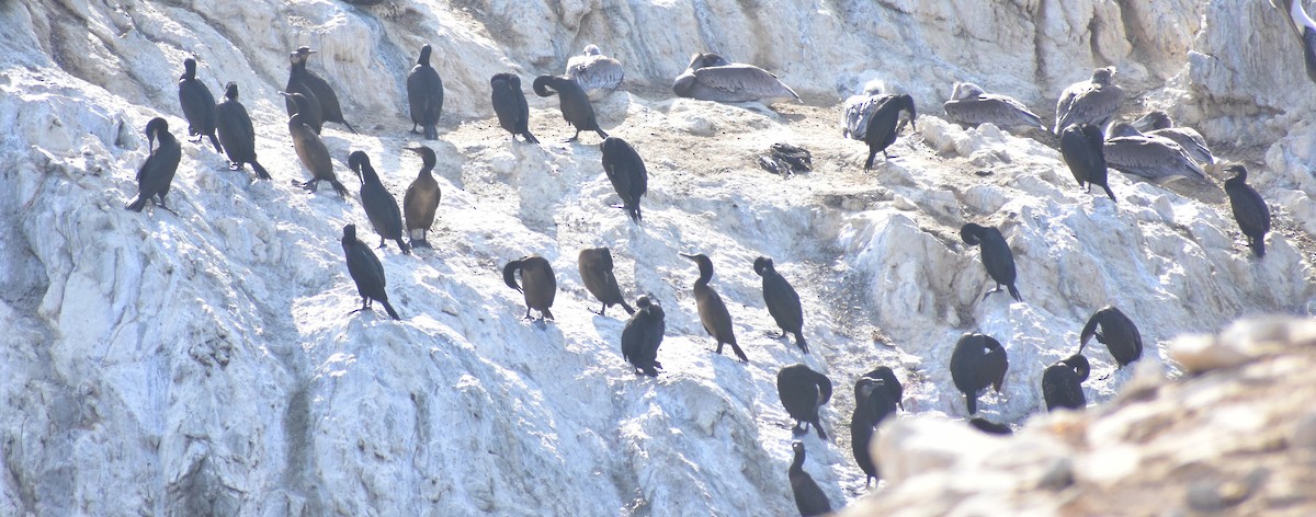 Cormoran de Brandt - ML642572823