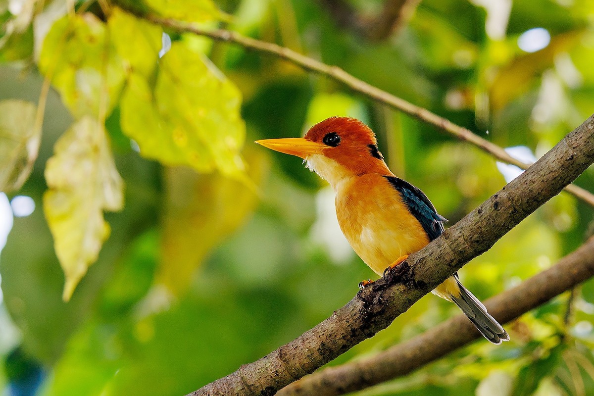 ledňáček torotoro - ML642572824