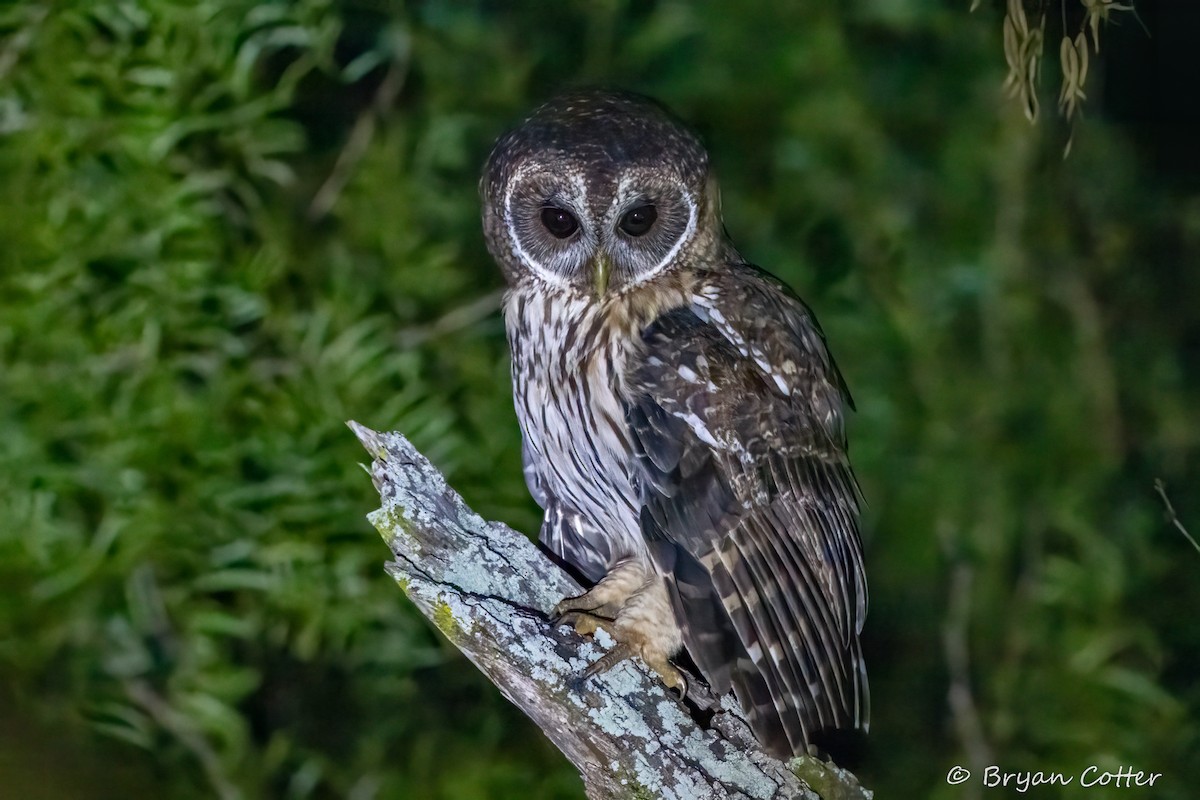 Mottled Owl - ML642572830