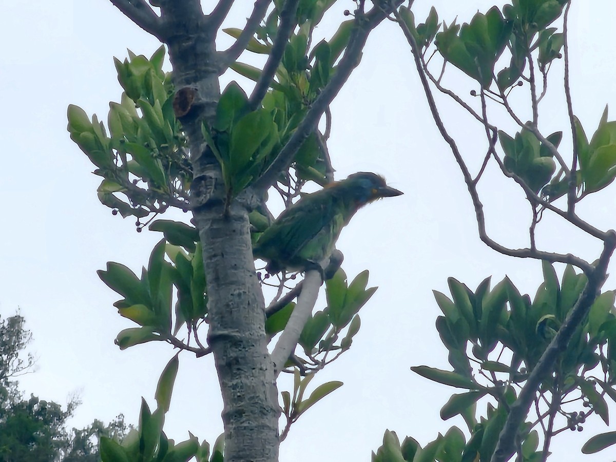 Taiwan Barbet - ML642572846