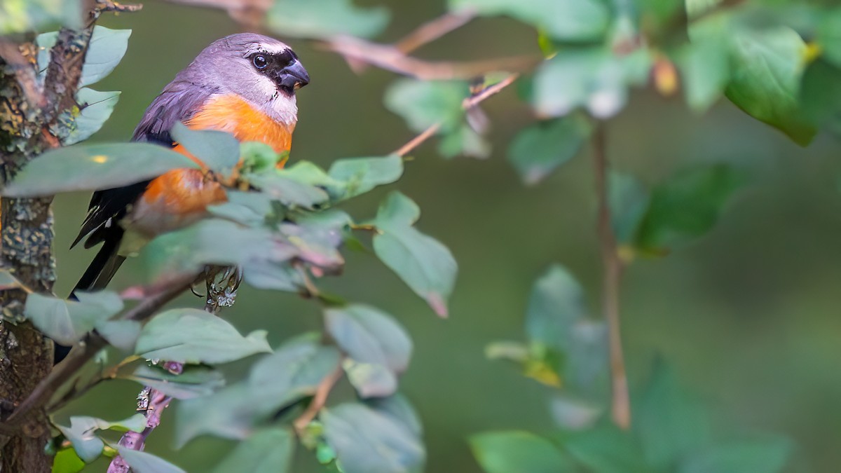 Gray-headed Bullfinch - ML642572857