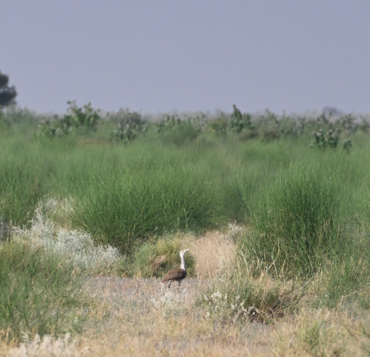 Great Indian Bustard - ML642572869