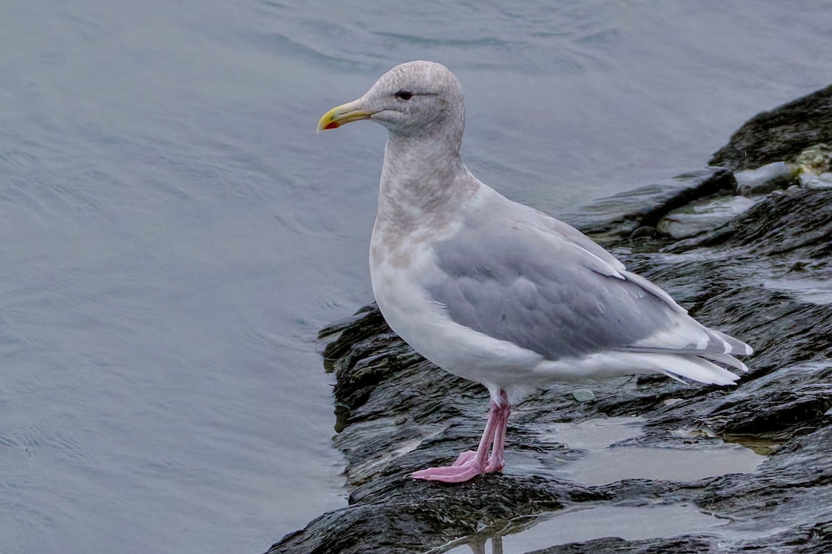 Glaucous-winged Gull - ML642572878