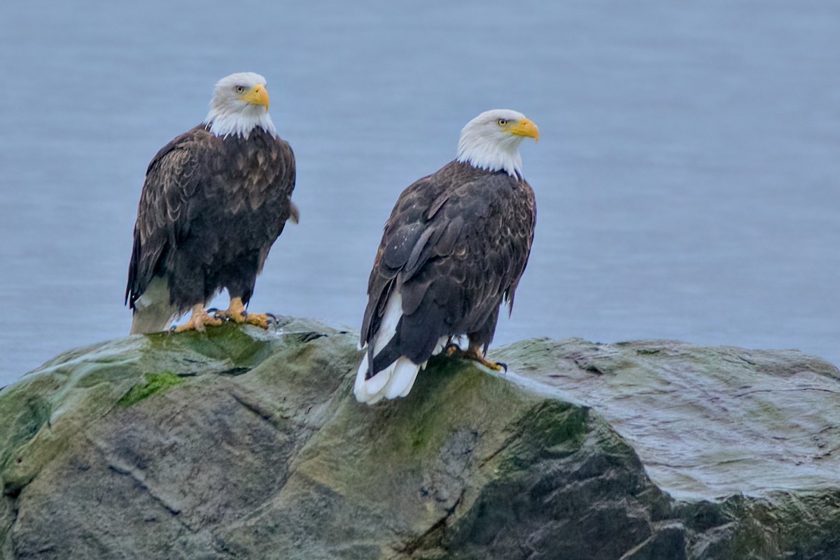 Bald Eagle - ML642572894